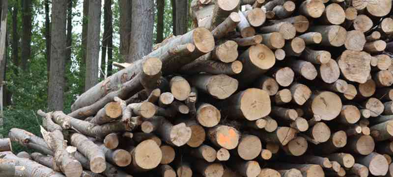 La dendroenergía como eje productivo: difunden manejo sustentable del bosque nativo en Aysén