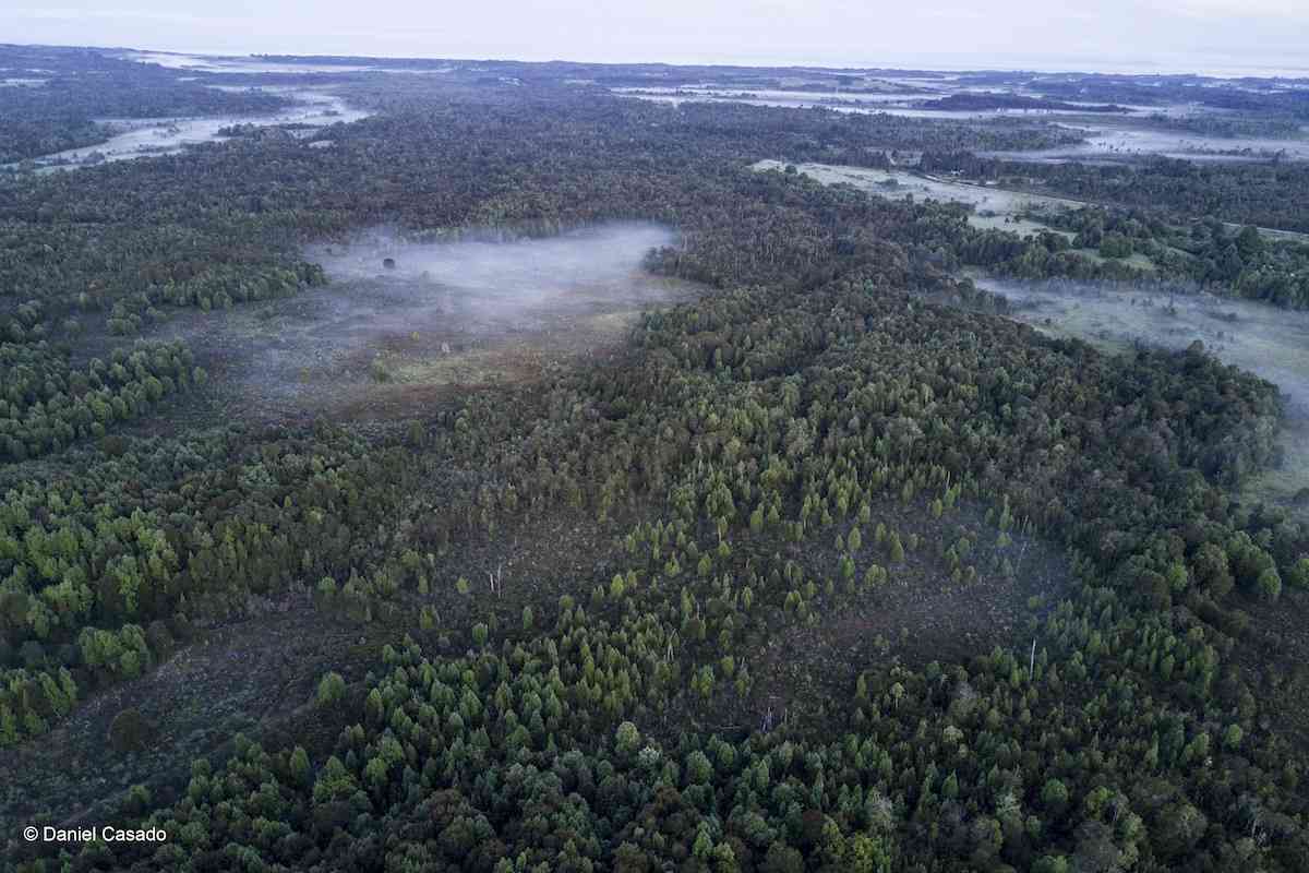 Cuidado de los bosques y consumo responsable: lecciones de la pandemia