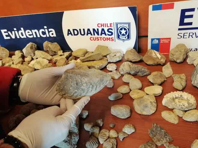 Fiscalizadores de Aduanas detectan contrabando de más de 100 piezas fósiles