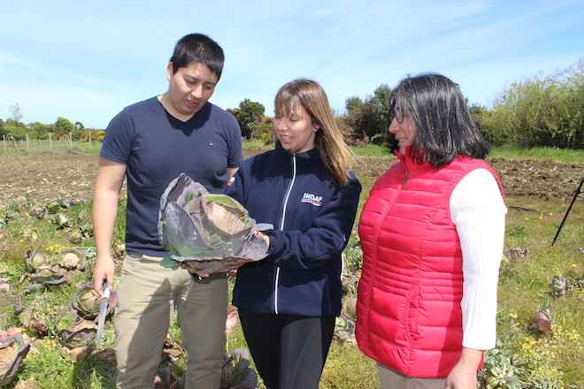 Familia mapuche productora ingresa como proveedora del programa de alimentación escolar