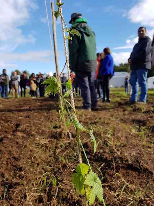 Con plantación de lúpulo se dio inicio a estación experimental en
