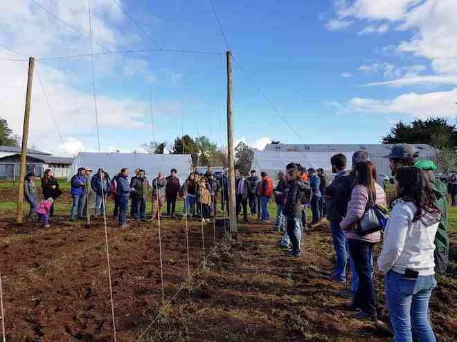 Con plantación de lúpulo se dio inicio a estación experimental en Valdivia