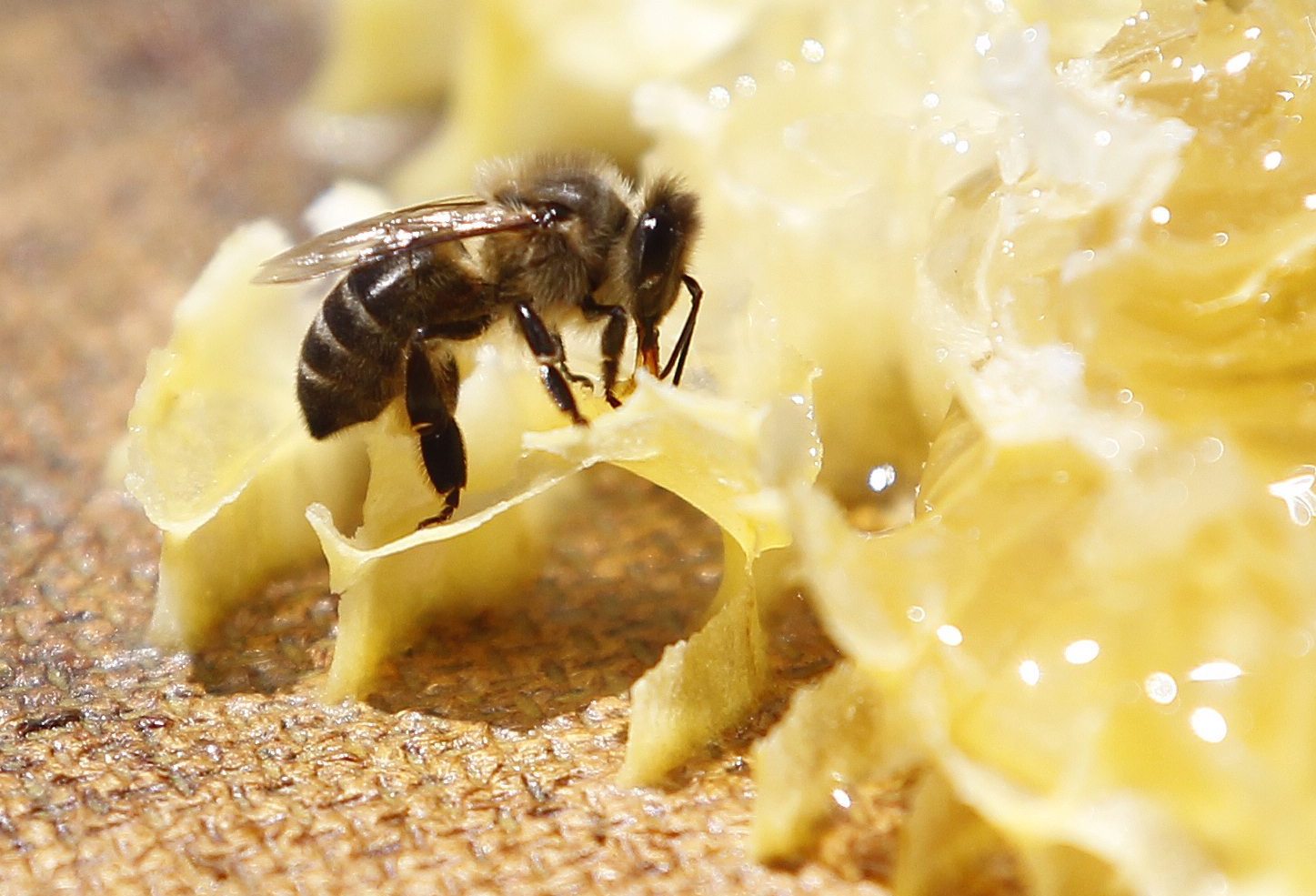 ¿Hay otras abejas en Chile, además de la abeja de miel?  