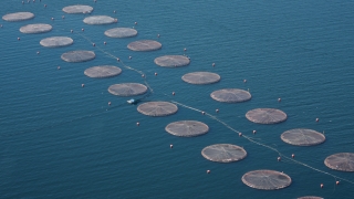 La tercermundista realidad laboral de la industria exportadora de salmón en Chile