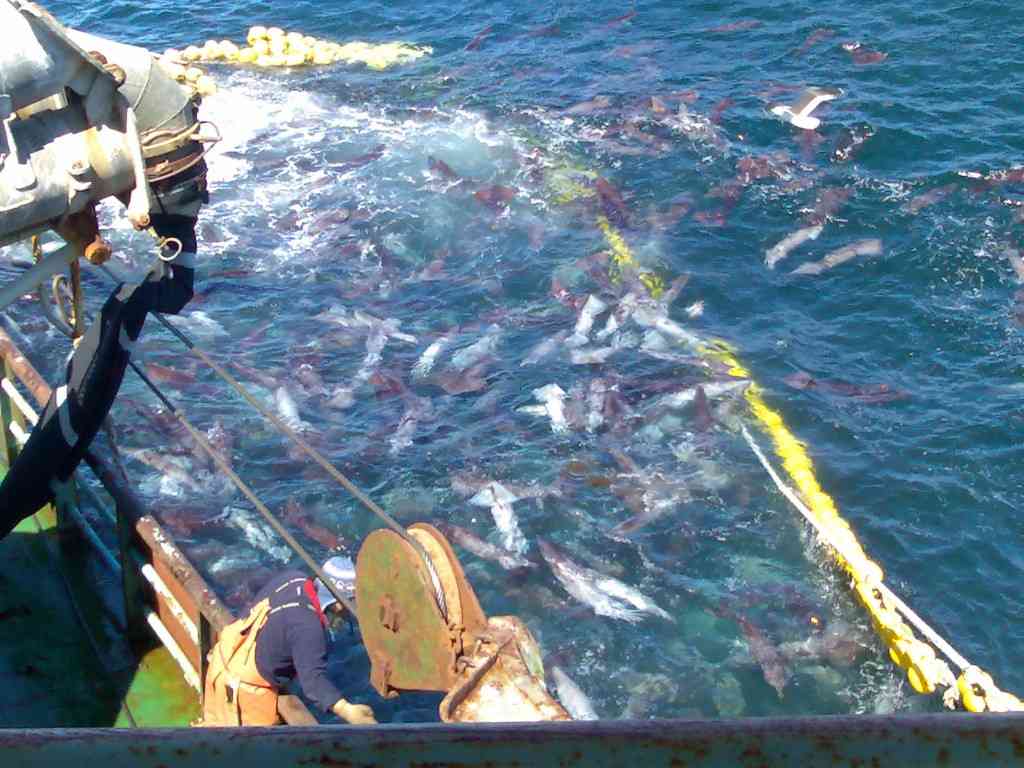 Pescadores artesanales de Los Ríos se oponen a cierre de registro pesquero para la jibia impulsado por Subpesca: “No estamos representados en esta consulta”