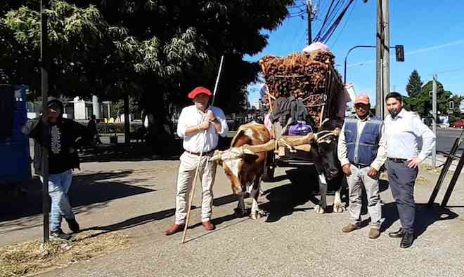 Seremi de Agricultura entrega fardos a los cochayuyeros que se encuentran en Temuco vendiendo sus productos