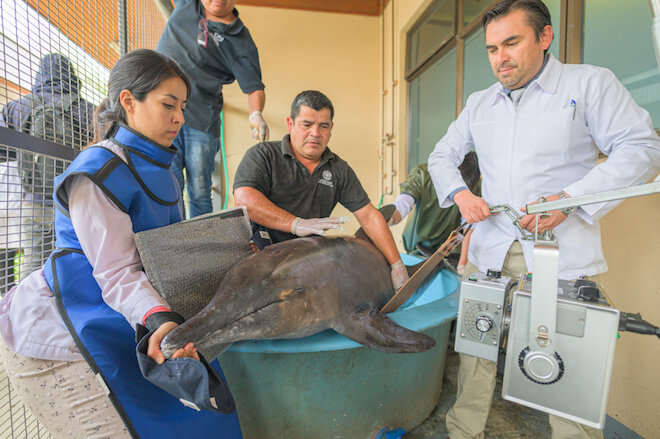 Delfín de aguas tropicales varado en Concepción será devuelto a su hábitat