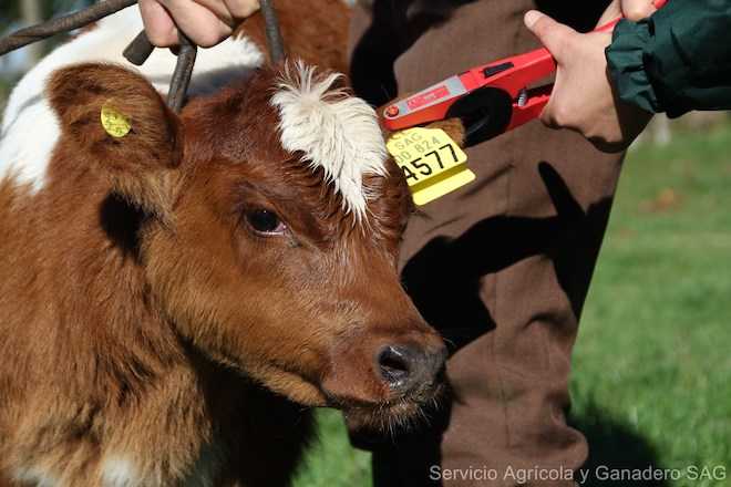 Con éxito avanza en la Región de Los Lagos Programa de Trazabilidad Animal