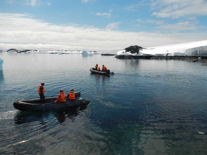 Hallazgo científico: detectan presencia de quilmahues en la Península Antártica