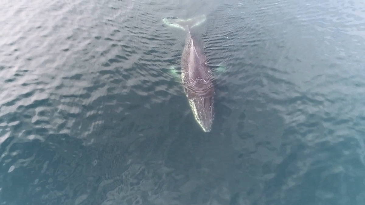 Investigación en el Estrecho de Gerlache lo releva como lugar de alimentación de ballenas en la Antártica