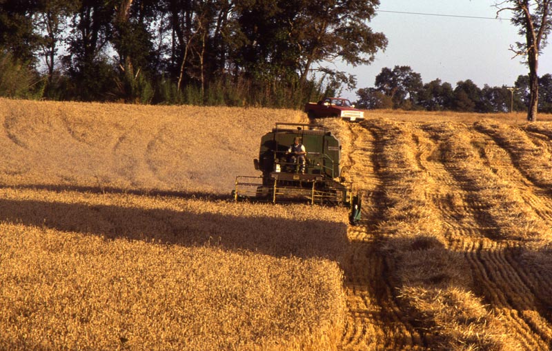 Consorcio Agrícola del Sur sobre reavalúos a predios agrícolas anunciados por el SII: “Es una medida desproporcionado y sin precedentes”