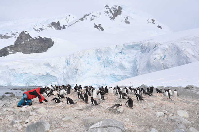 Revelan que pingüinos antárticos actúan como reservorio de virus sin síntomas asociados