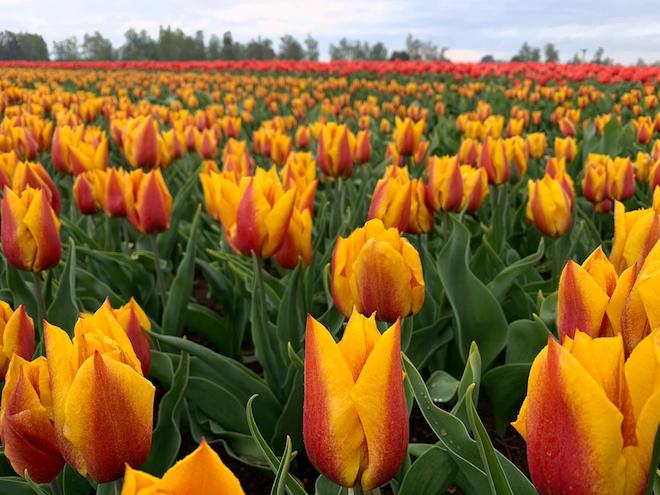 Comienza exportación de bulbos de tulipanes en la provincia de Osorno