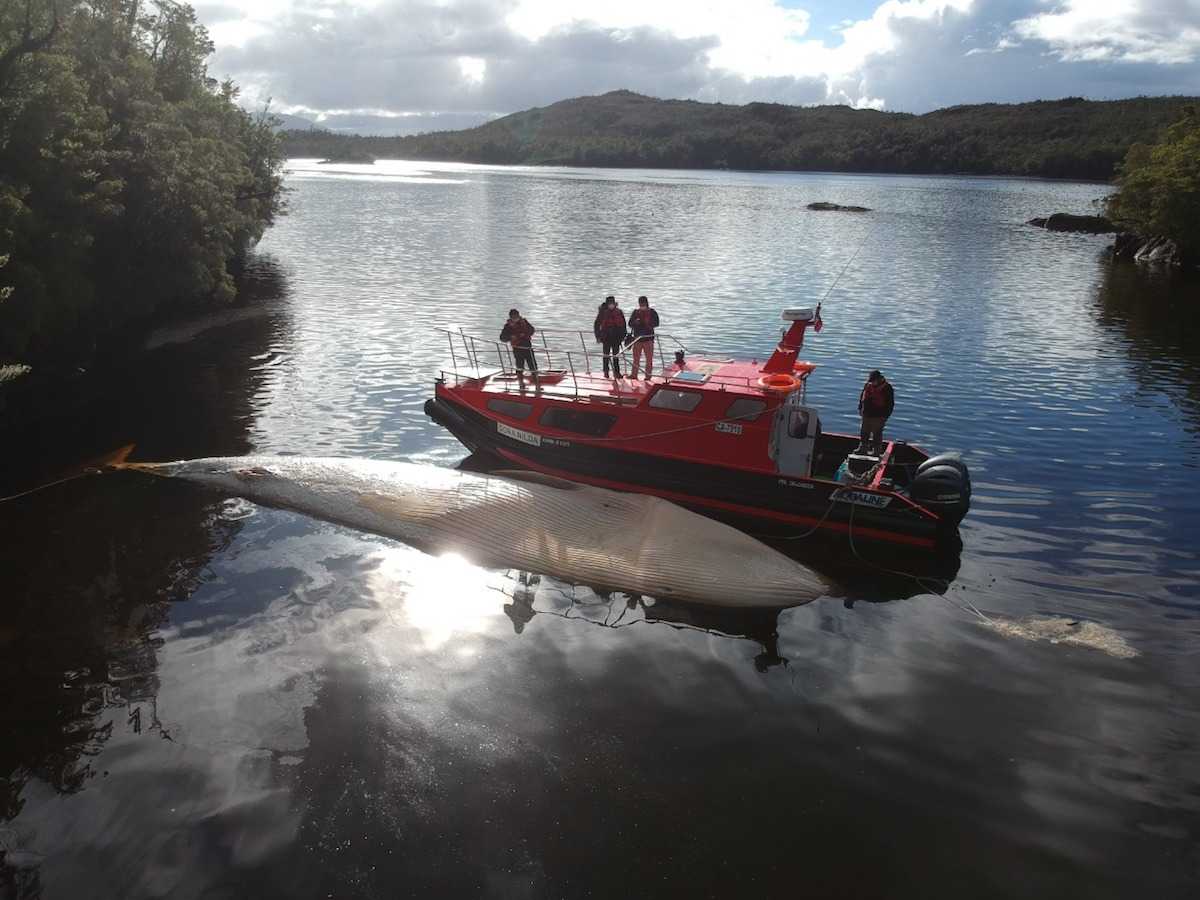 Bidema y Fiscalía Aysén investigan deceso de ballena en centro de cultivo