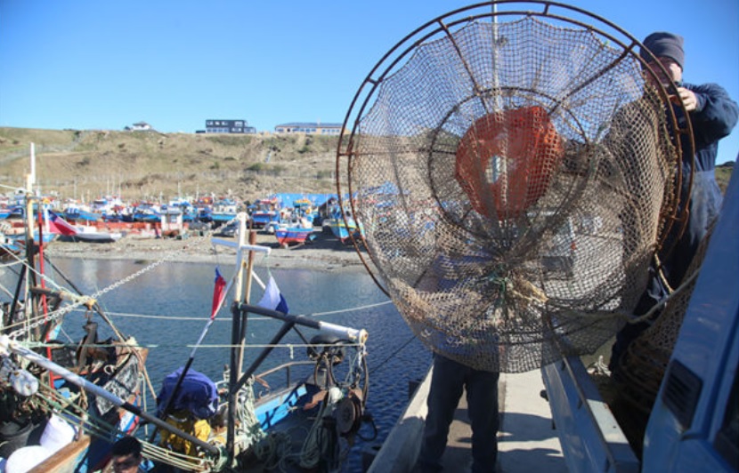 Científicos investigarán la explotación ecosistémica de la centolla en Magallanes