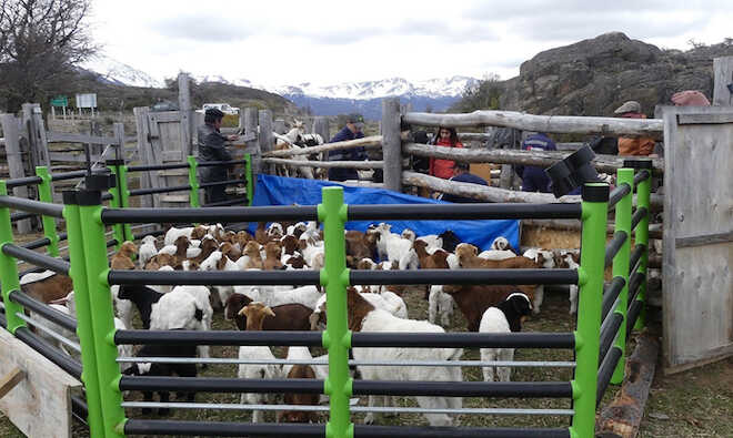 Emprendimiento del sur de Chile transforma residuos plásticos agrícolas en corrales