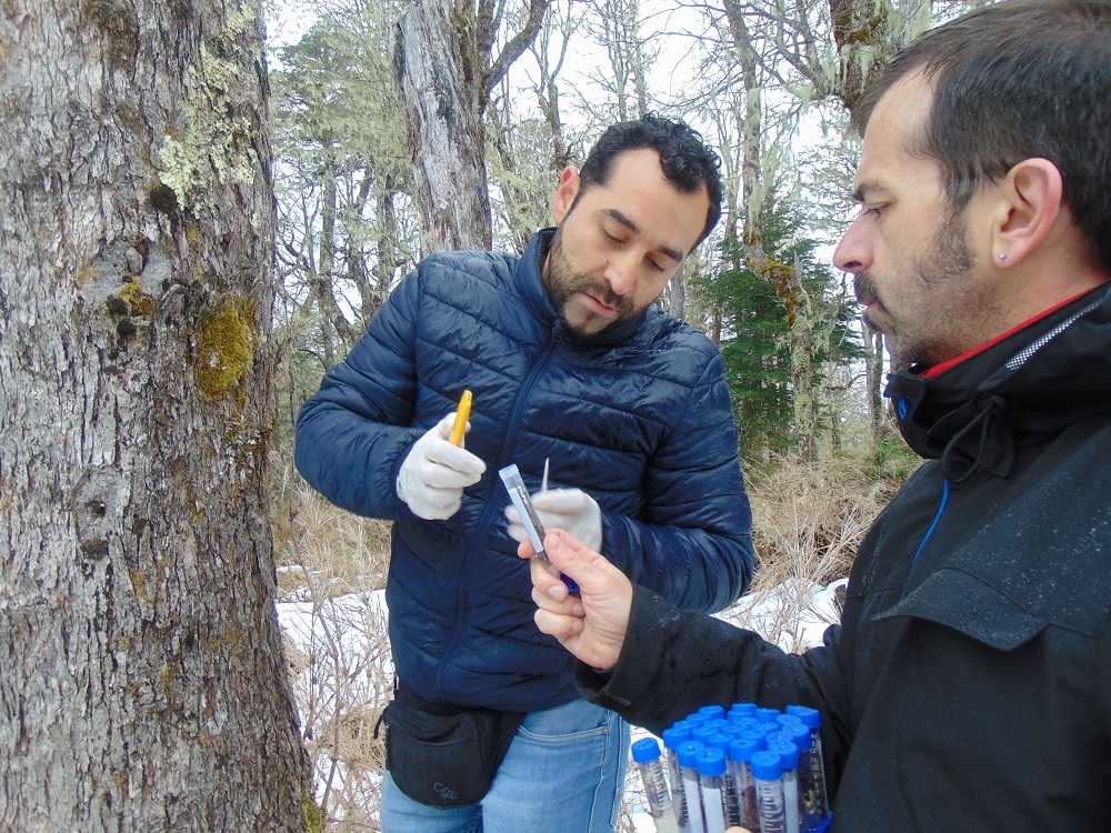 Científicos chilenos confirmaron el origen de la levadura de la cerveza lager en la Patagonia