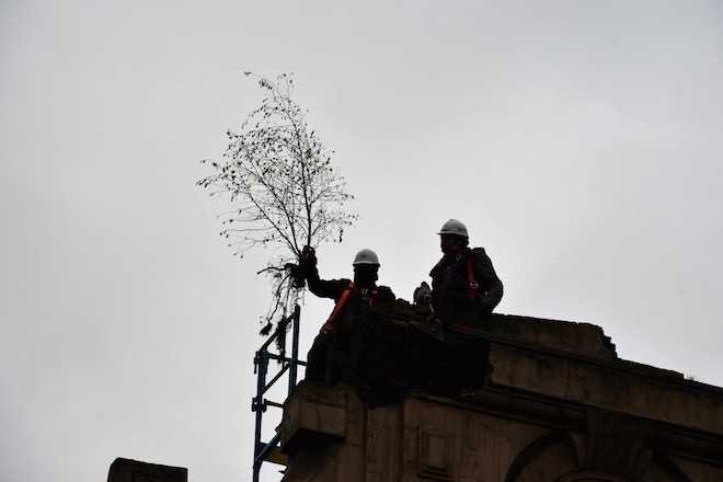 Rescatan abedul que creció en la fachada del Mercado Municipal de Temuco y resistió incendio