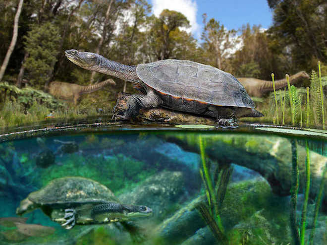 Hallan fósiles de tortugas de agua dulce de 75 millones de años en la Patagonia chilena