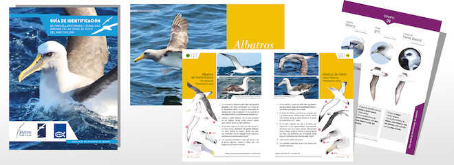 Desarrollan Guía de identificación de aves marinas en las zonas de pesca del mar chileno