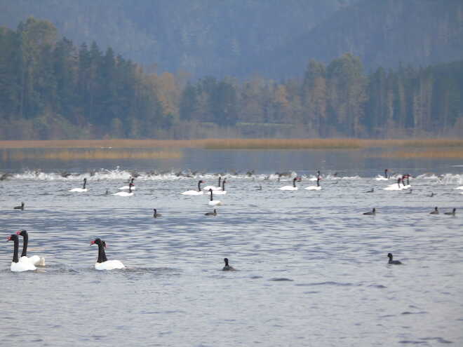 Nuevo aumento: 22.319 cisnes de cuello negro fueron censados en Santuario de la Naturaleza
