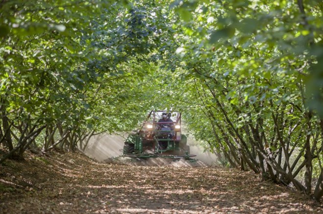 Convenio público-privado beneficiará a pequeños productores de avellana europea de La Araucanía