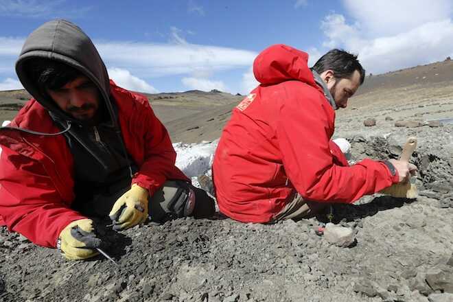 Magallanodon baikashkenke: el mamífero fósil más antiguo de Chile fue descubierto en la comuna de Torres del Paine