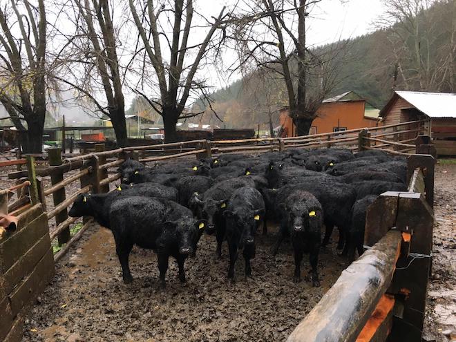 Vaquillas de Biobío se sumarán a exportación de ganado en pie a China