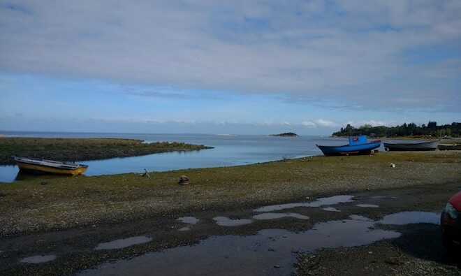 Salicornia, novedoso alimento costero que se transforma en alternativa comercial para los pescadores de Bahía Lenca