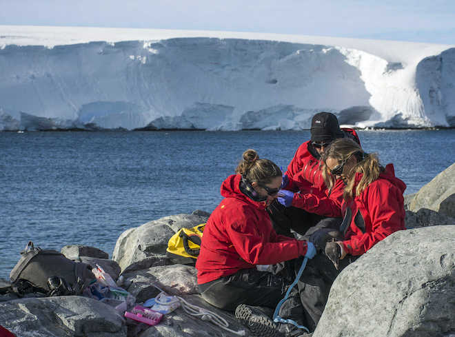 Investigación genómica sobre los pingüinos situó su origen en Nueva Zelandia y Australia