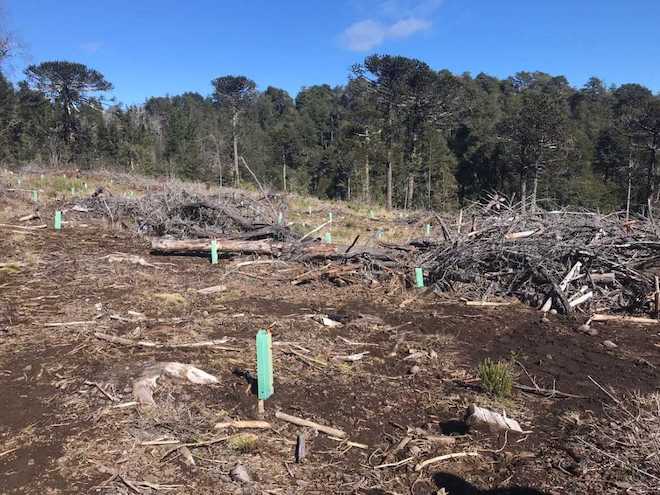 Desarrollan proyecto de conservación genética de la Araucaria Araucana en Carahue