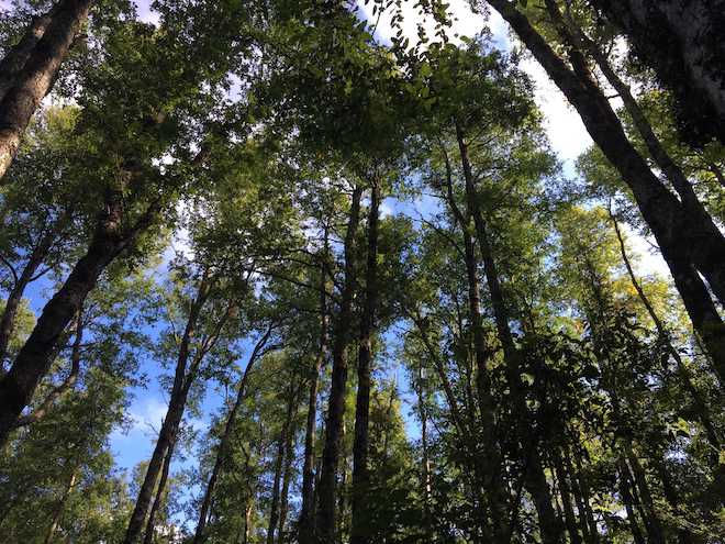 El cambio climático estaría afectando el crecimiento de los bosques de roble en Chile