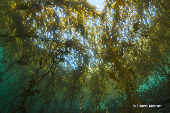 Bosques submarinos de la Patagonia presentan adaptaciones únicas al cambio climático