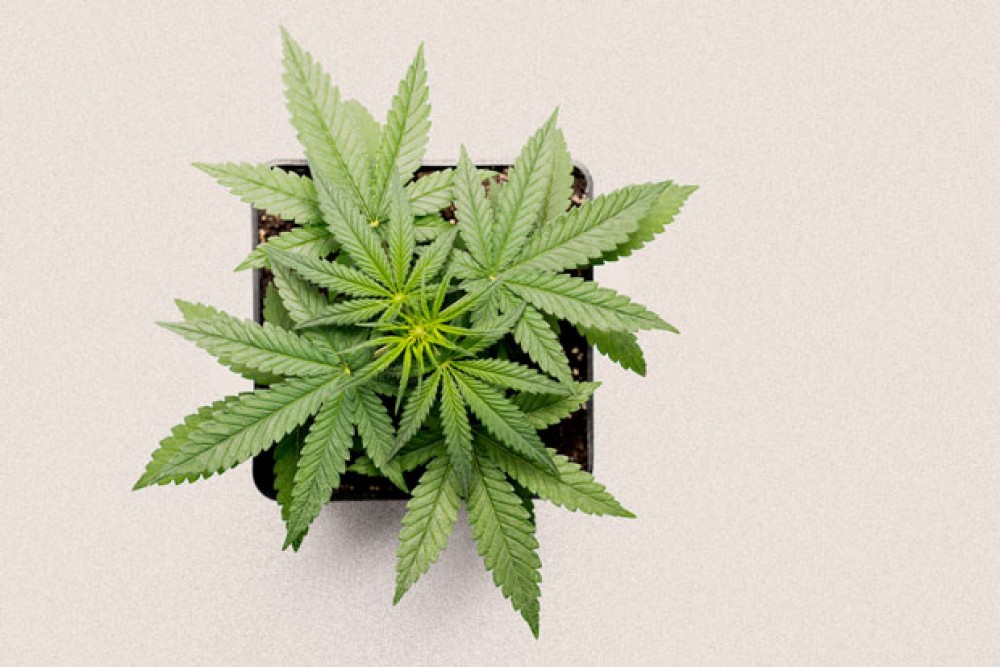 Cámara Baja discutirá hoy Ley n.° 20.000: “De aprobarse el texto tal como está, permitiría la persecución de usuarios de Cannabis en Chile”