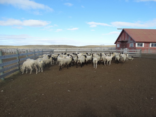 Esquila preparto en Magallanes: la técnica que ha conseguido mejorar la producción de los rebaños ovinos