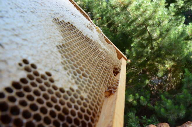 Por primera vez en Chile la miel obtiene certificación de origen forestal sostenible