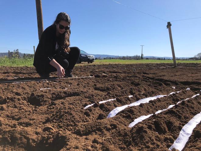Estudian termotolerancia del trigo en el sur de Chile para mejorar cultivos a consecuencia del cambio climático