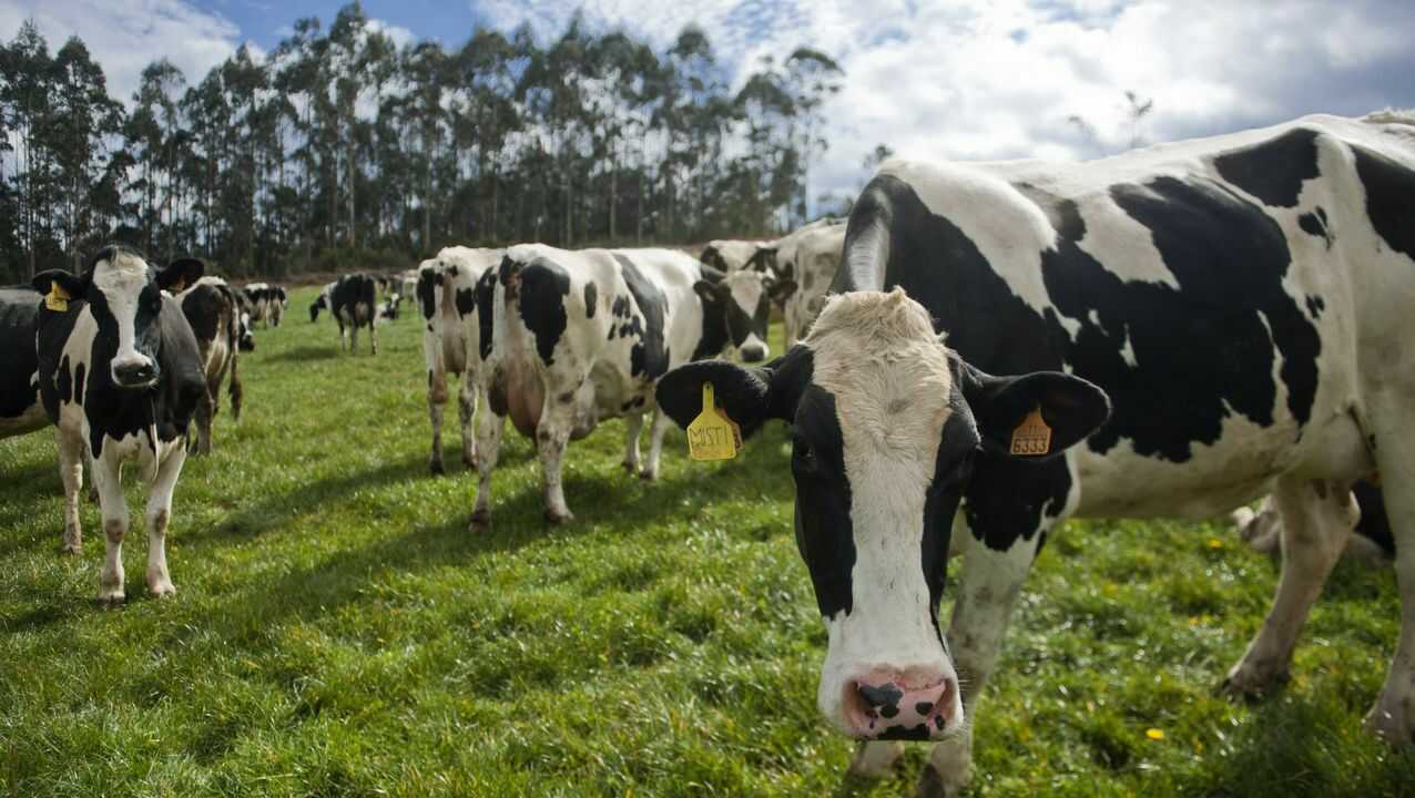 “VQP”: Vacas Que Pastorean será el nuevo sello de la leche de la Región de Los Lagos 
