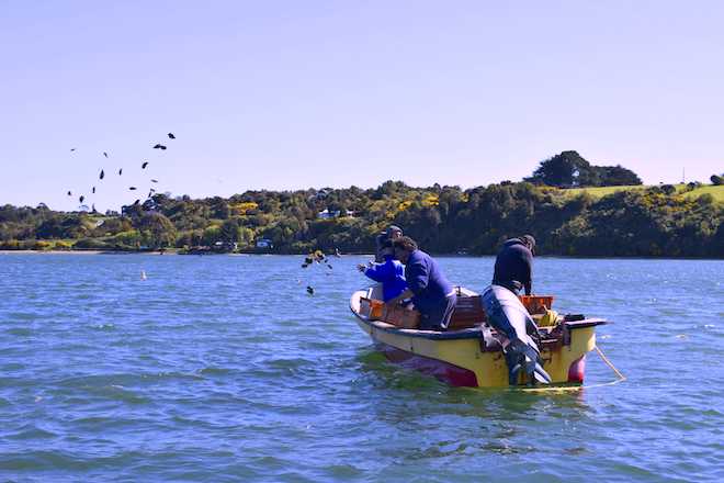 Proyecto de repoblamiento sembró primeras semillas de ostra chilena en Ancud