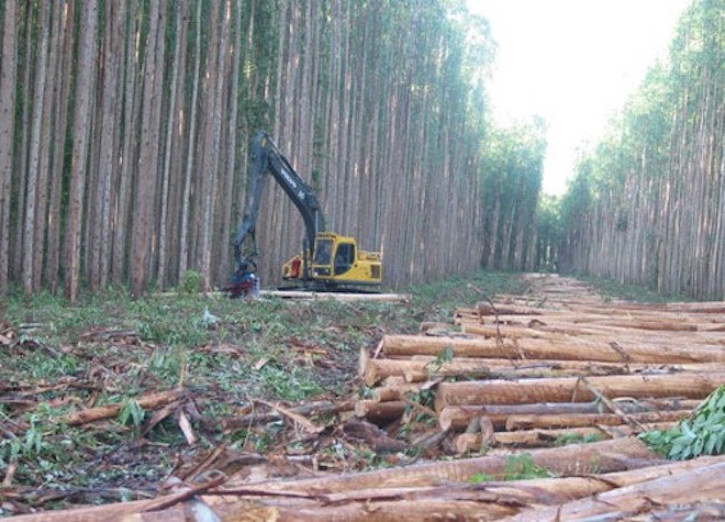 Gobierno lanza en Biobío plan de reactivación económica para pequeños y medianos propietarios forestales