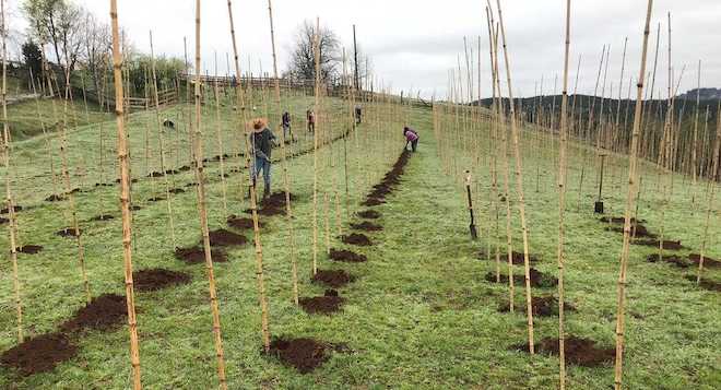 Proyecto agrícola potenciará la producción de uva vinífera en la provincia de Osorno