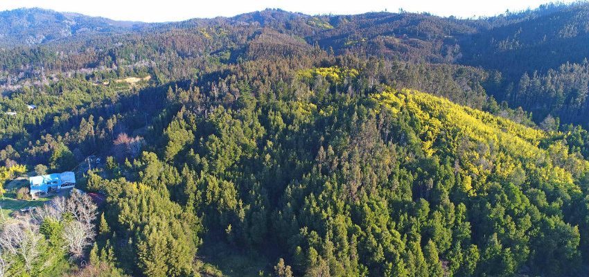 Denuncian robo de madera al interior de la Reserva Nacional Nonguén