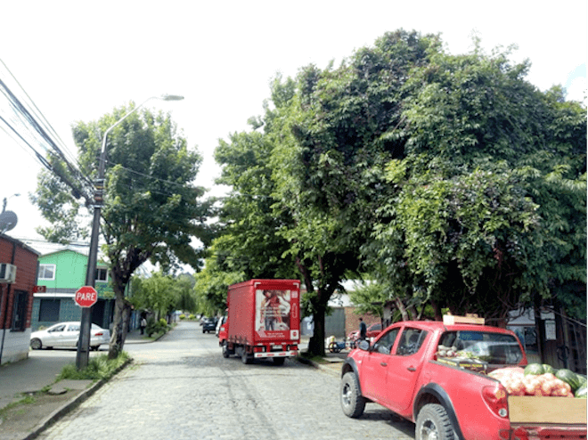 Declaran admisible recurso de protección para salvar árboles de calle Blanco en Temuco