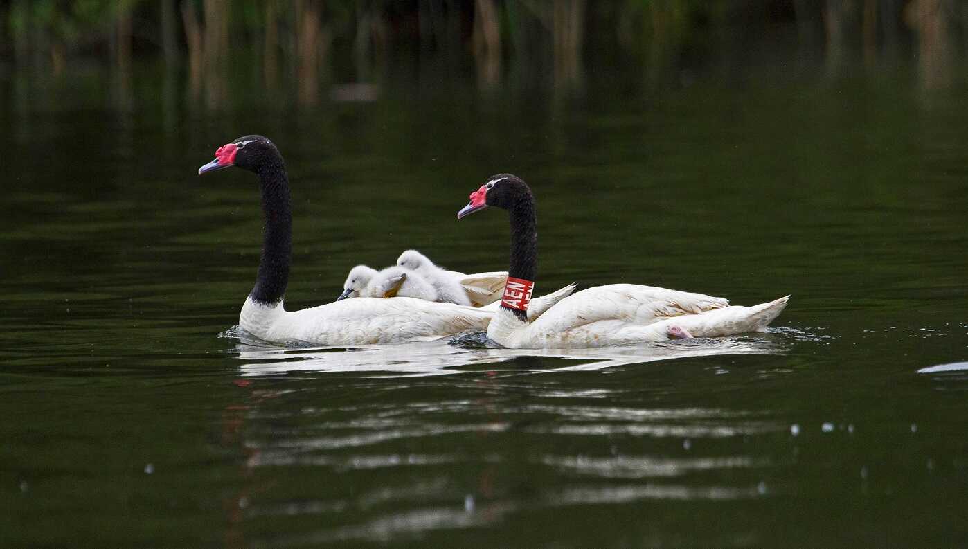 Científicos UACh aclaran que no hay evidencia de muertes de cisnes por causas distintas a ataques de otras especies y muerte natural