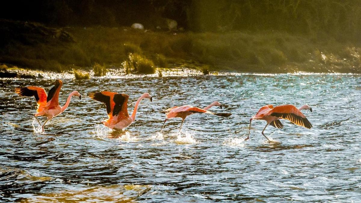 Cuatro nuevos santuarios de la naturaleza se suman al Plan Nacional de Protección de Humedales para Chiloé