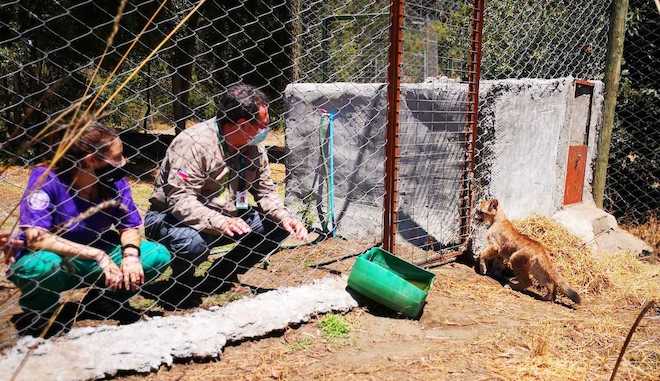 Bioparque Quillón recibe a dos pumas en tenencia definitiva