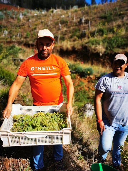 Agricultor de Contulmo innova con proyecto vitivinícola y realiza su primera vendimia 