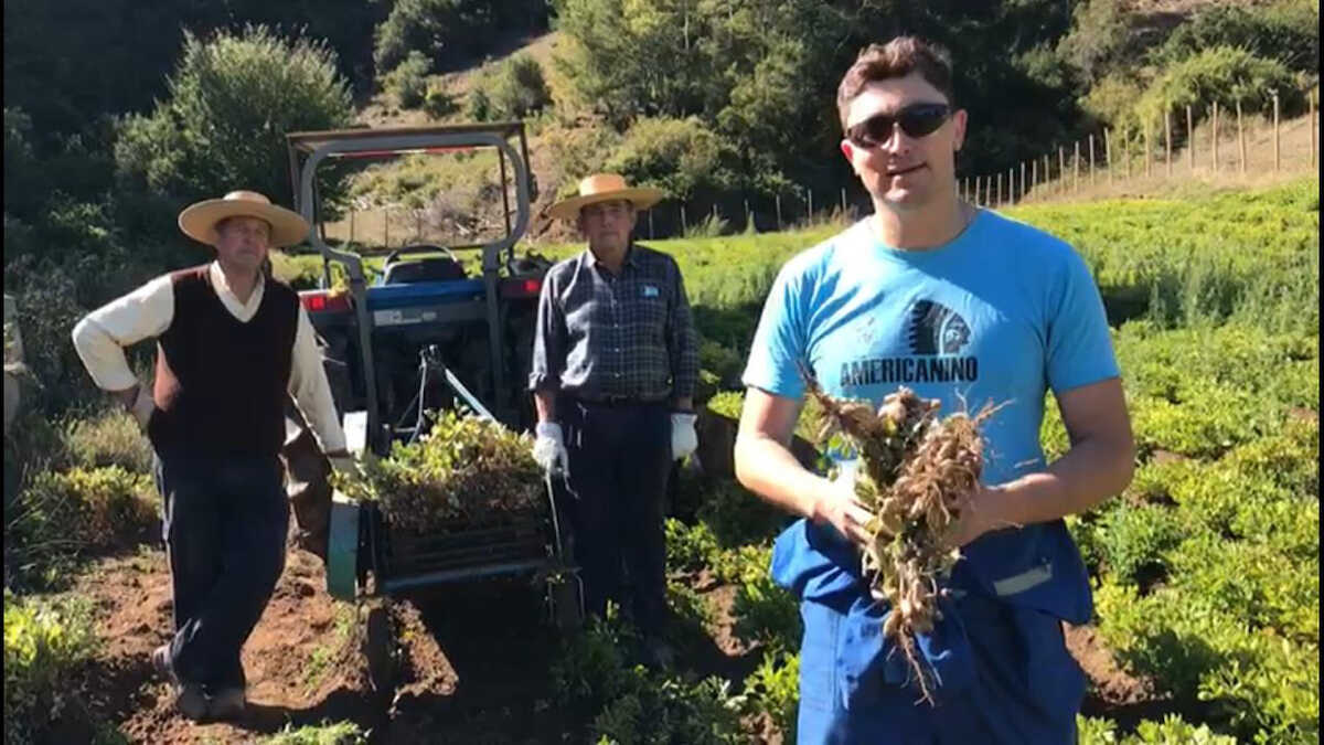 Mantequilla de maní hecha en Chile: agricultor de Arauco elabora preparación con maní cultivado en la zona