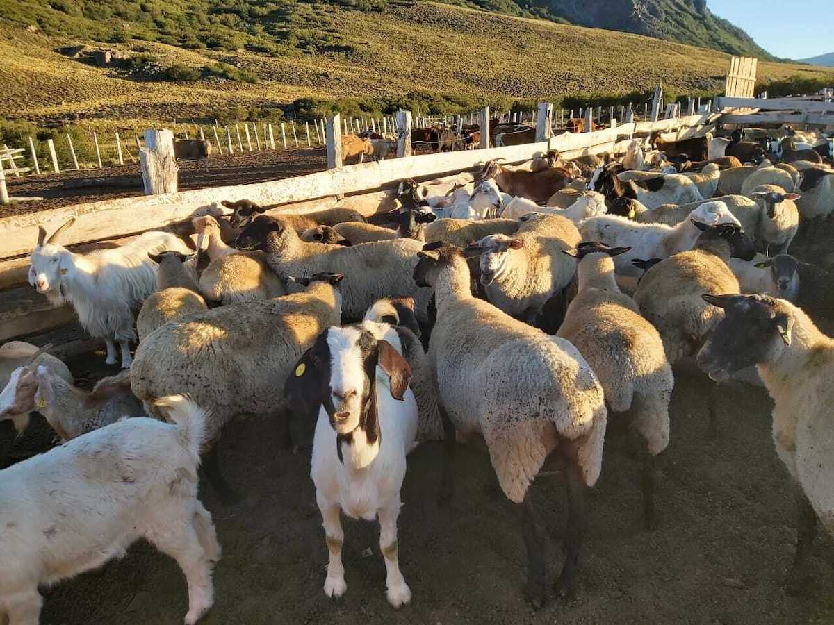 Últimos rebaños de animales regresan desde las veranadas en la provincia de Biobío
