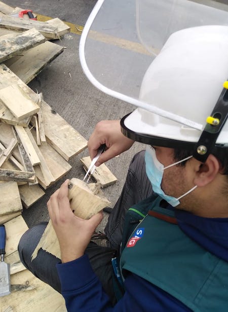 SAG Biobío intercepta importante plaga cuarentenaria en embalaje de madera proveniente del extranjero